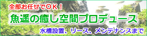 熱帯魚水槽の設計、設置、メンテナンスまでアクアリウムの魚遥